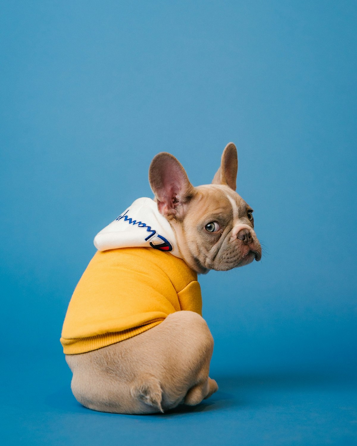 Pet dander and HVAC allergy control in a Maryland home